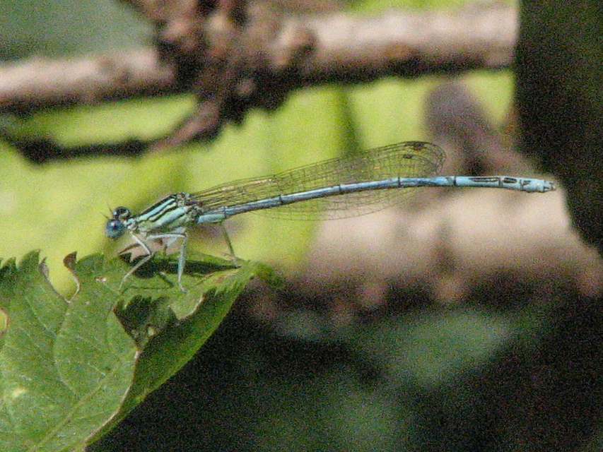 Platycnemis pennipes - széleslábú szitakötő