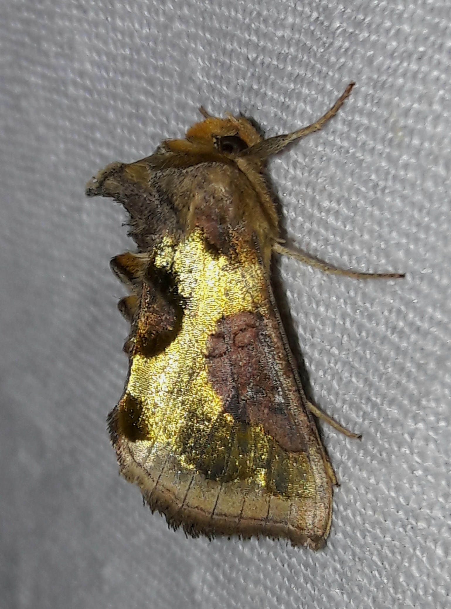 Diachrysia stenochrysis - rejtőző aranybagoly