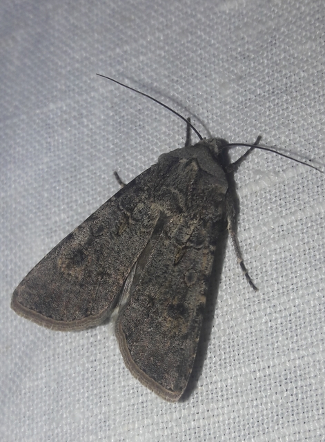 Agrotis segetum - vetési földibagoly