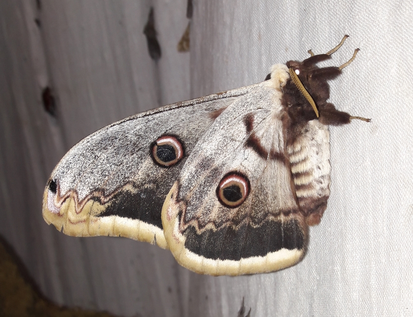 Saturnia pyri - nagy pávaszem