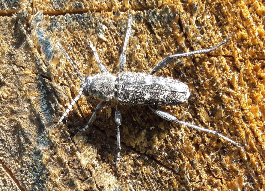 Xylotrechus rusticus - egérszínű darázscincér