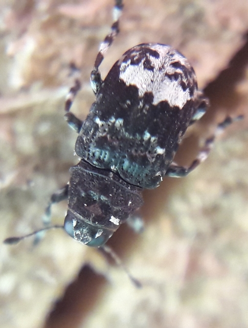Tropideres albirostris - fehérfoltos orrosbogár