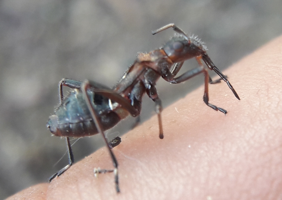 Alydus calcaratus - szőrös tövispoloska
