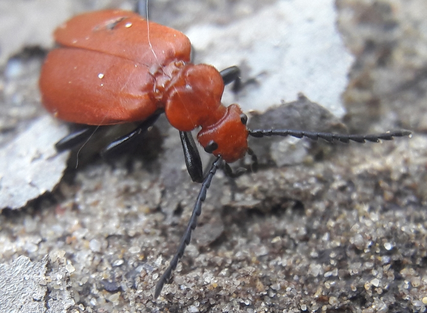 Pyrochroa serraticornis - közép-bíborbogár