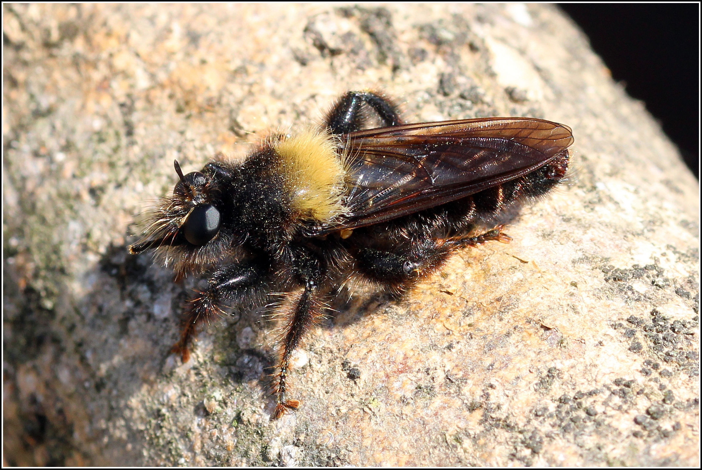 Laphria ephippium