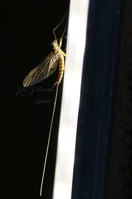 Ephemeroptera - Kérészek