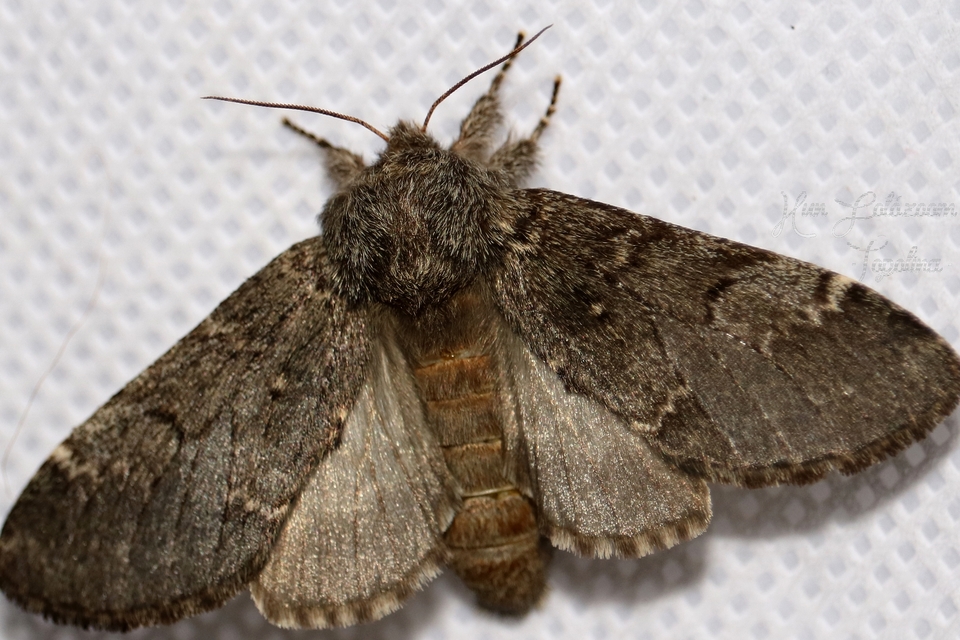 Drymonia ruficornis - cserfa-púposszövő