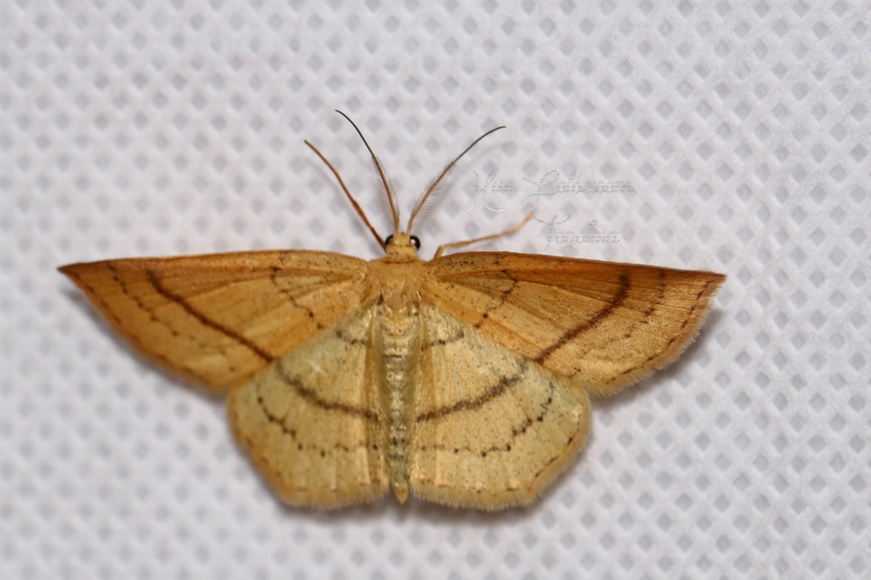 Cyclophora linearia - vonalas pettyesaraszoló