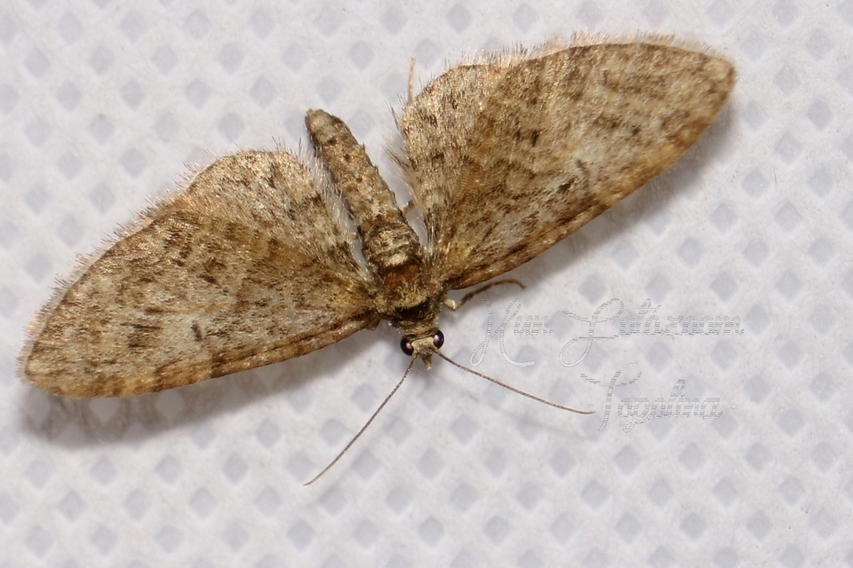 Eupithecia abbreviata - korai törpearaszoló