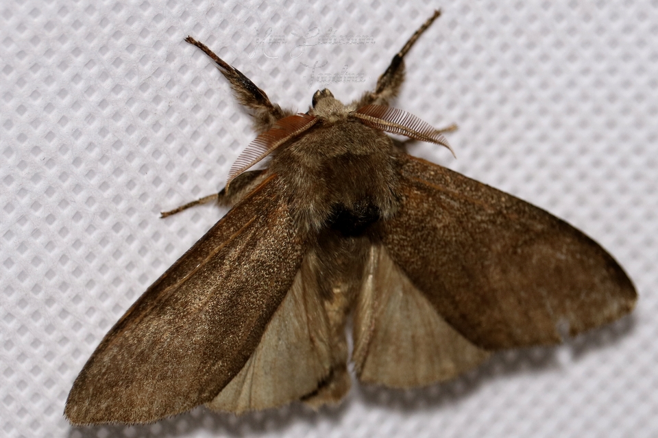 Calliteara pudibunda - hamvasszövő