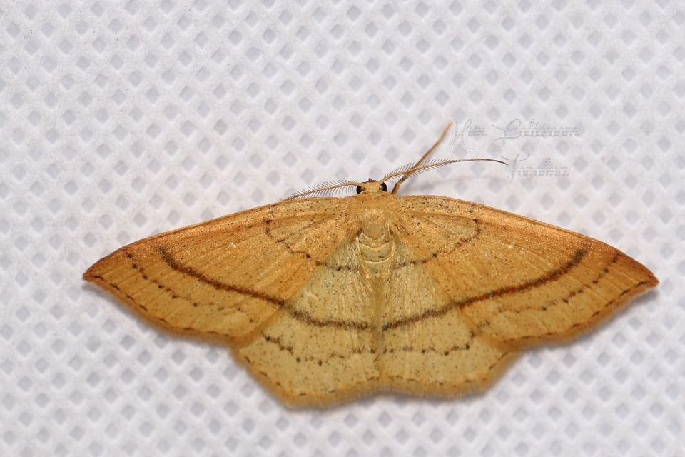 Cyclophora linearia - vonalas pettyesaraszoló