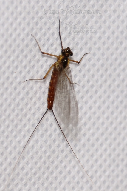 Ephemeroptera - Kérészek