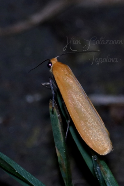 Eilema sororcula - sárga zuzmószövő