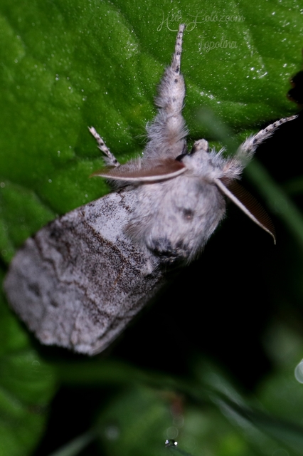 Calliteara pudibunda - hamvasszövő