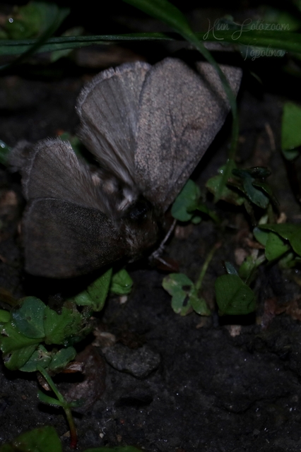 Calliteara pudibunda - hamvasszövő
