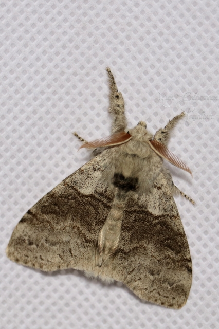Calliteara pudibunda - hamvasszövő