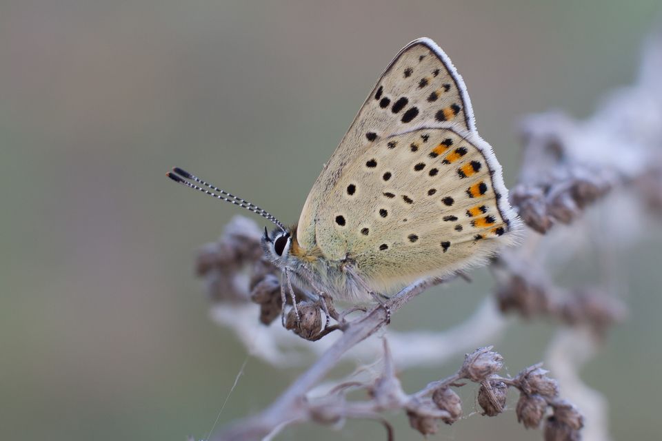 Lycaena tityrus - barna tűzlepke