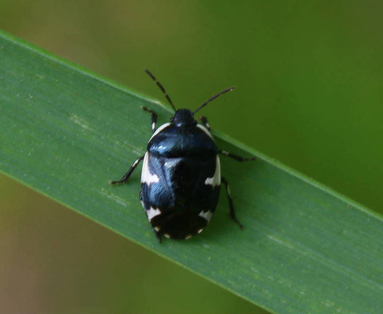Tritomegas sexmaculatus - hatfoltos földipoloska