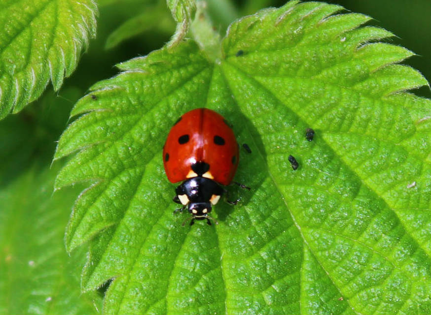 Coccinella septempunctata - hétpettyes katica