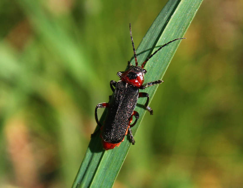 Cantharis rustica - suszterbogár