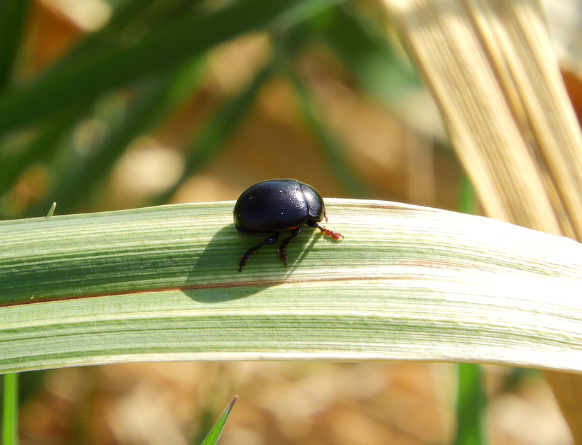 Chrysolina sturmi - vöröslábú levelész