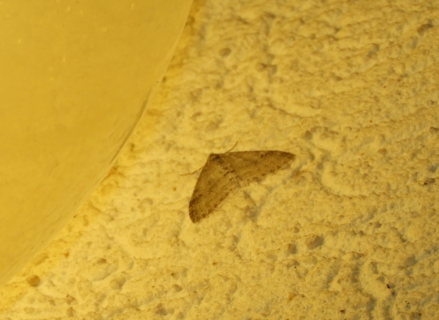 Trichopteryx carpinata - nyárfa-lebenyesaraszoló
