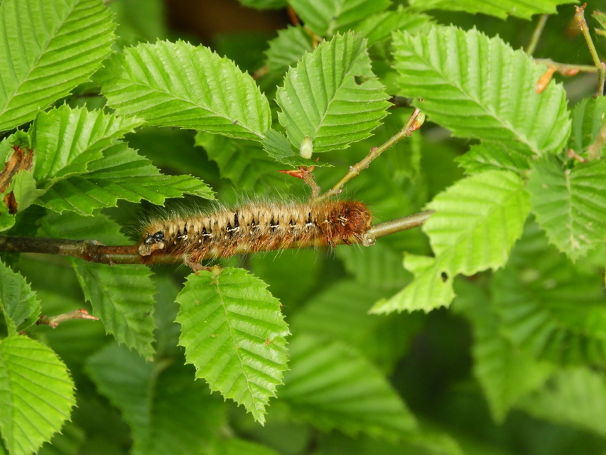 Lasiocampa quercus - tölgyfaszövő