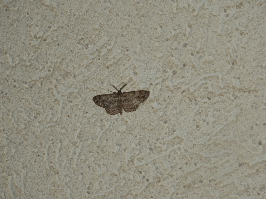 Hypomecis roboraria - nagy tölgyfaaraszoló