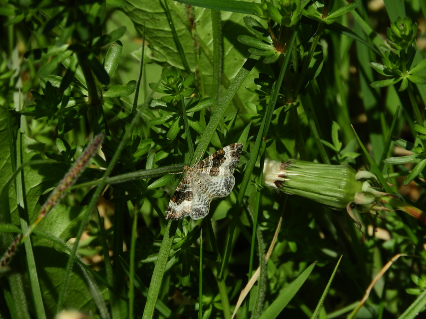 Epirrhoe alternata - galaj-tarkaaraszoló