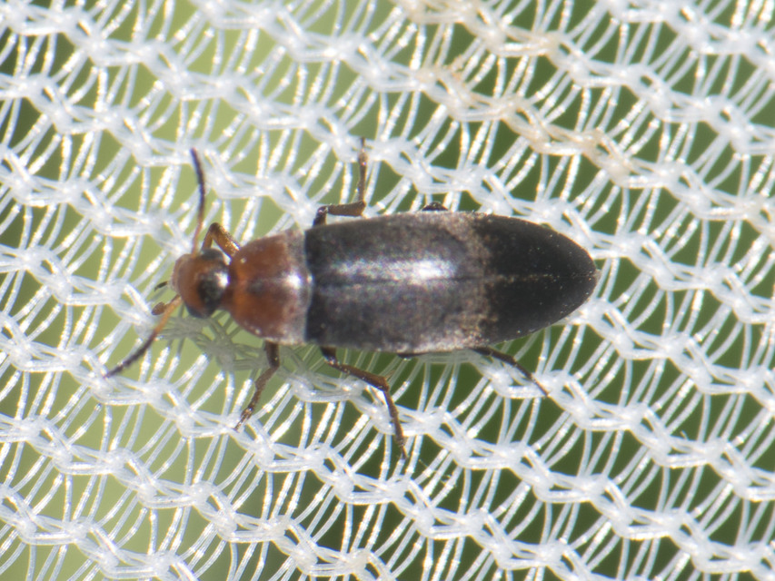 Anaspis varians - változó árvabogár Anaspis varians - változó árvabogár