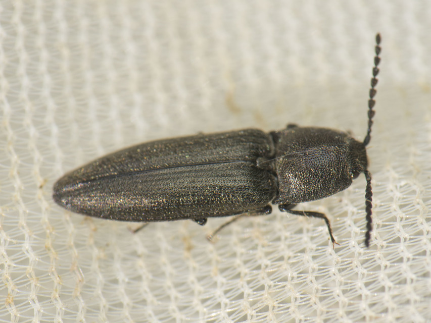 Cidnopus pilosus - szőrös pattanó