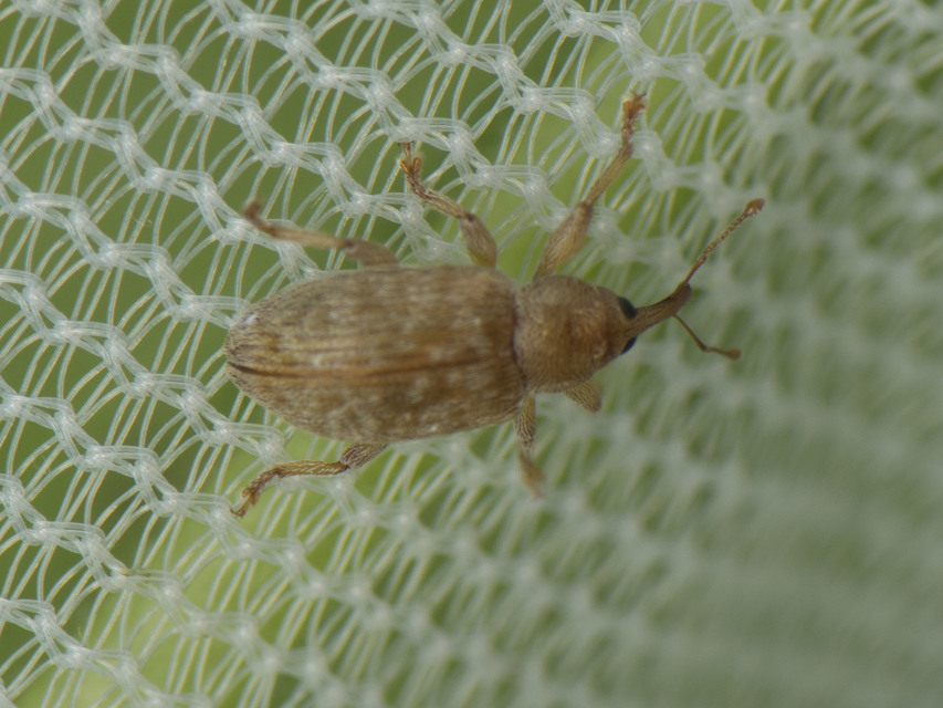 Dorytomus