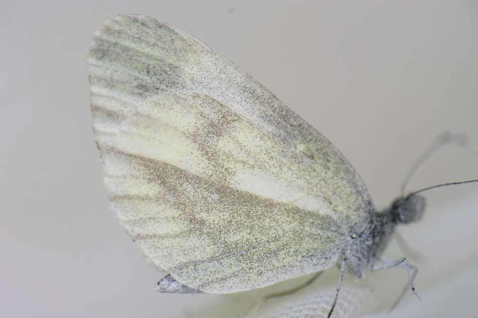 Leptidea sinapis - mustárlepke