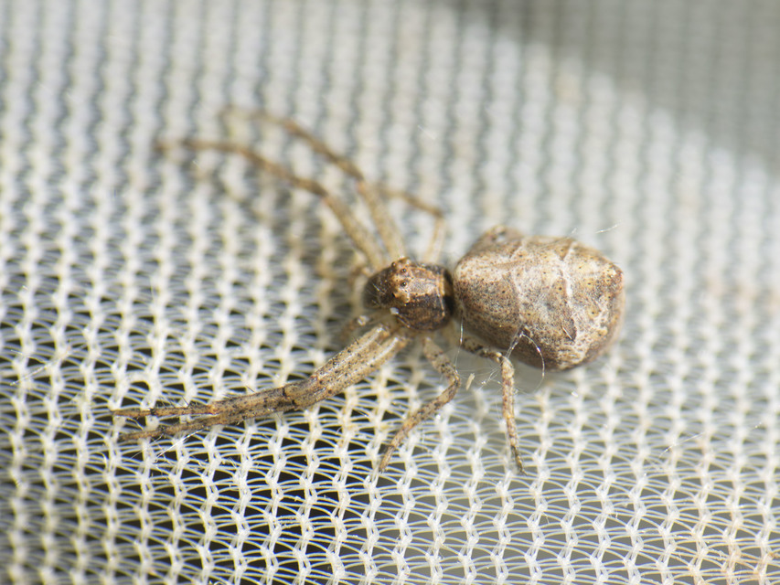 Tmarus