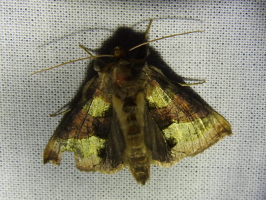 Diachrysia chrysitis - aranybagoly