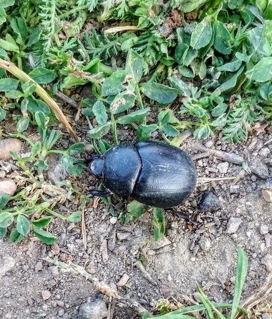 Pentodon idiota - butabogár
