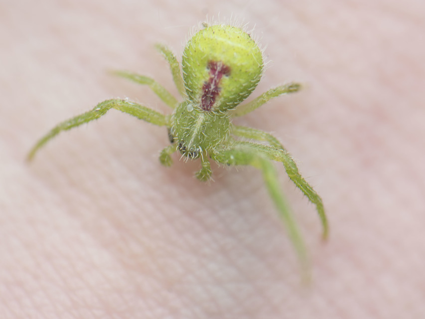 Heriaeus hirtus - bozontos karolópók