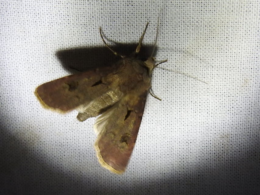 Agrotis exclamationis - felkiáltójeles földibagoly