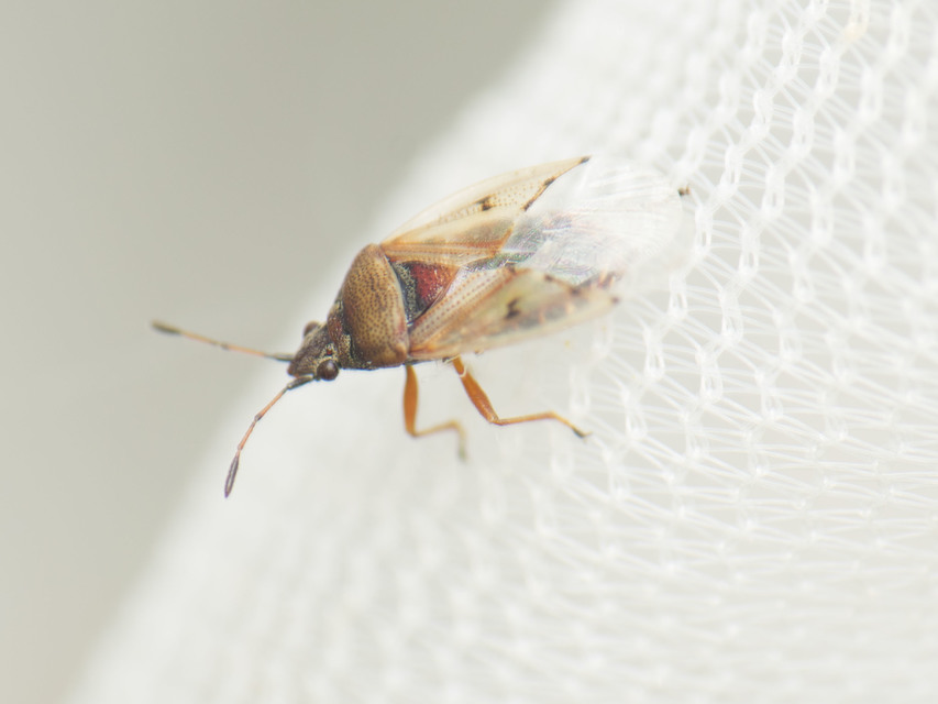 Kleidocerys resedae - nyírbodobács