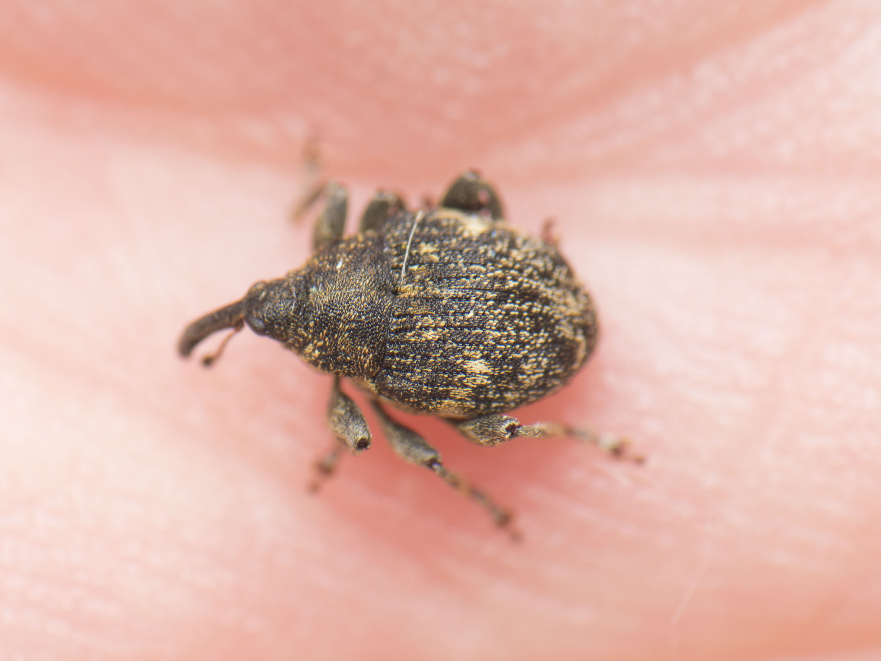 Mogulones abbreviatulus - nagy nadálytő-tarkaormányos