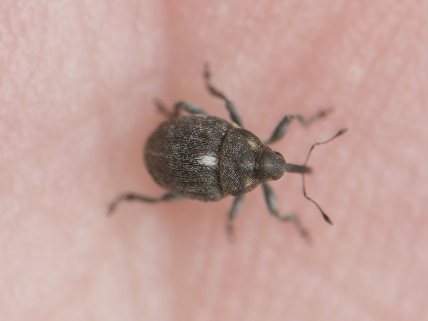 Glocianus