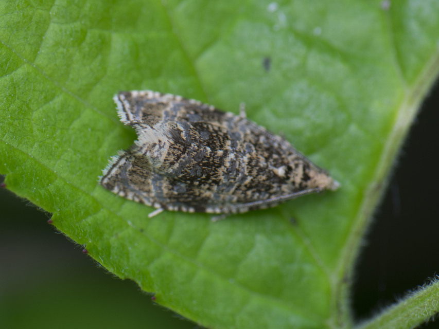 Celypha lacunana - vízparti tükrösmoly