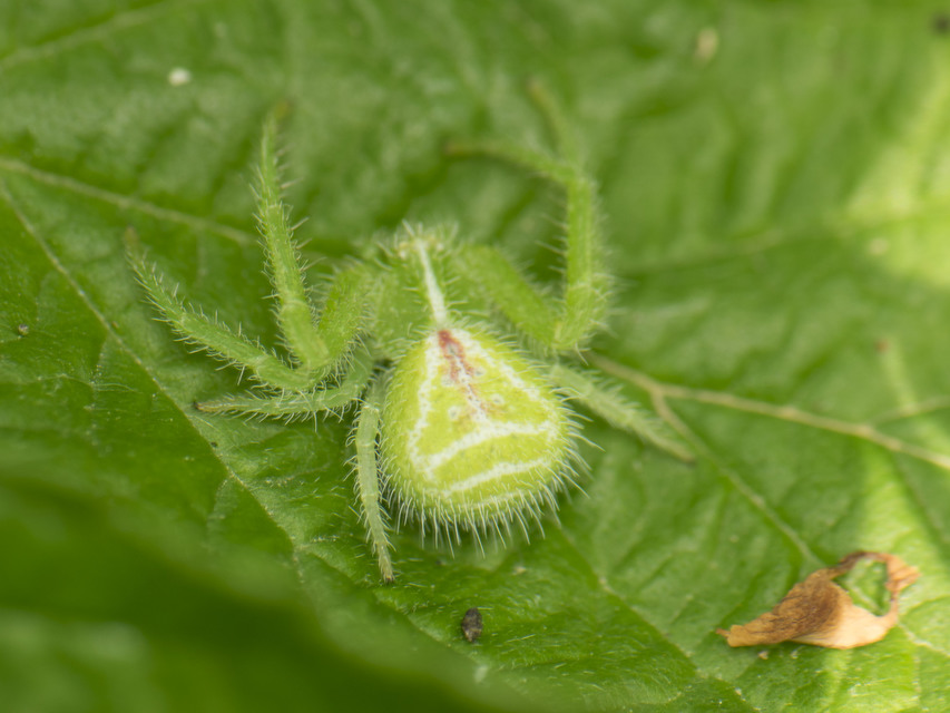 Heriaeus graminicola - réti borzaskarolópók