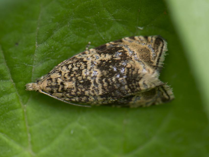 Celypha lacunana - vízparti tükrösmoly