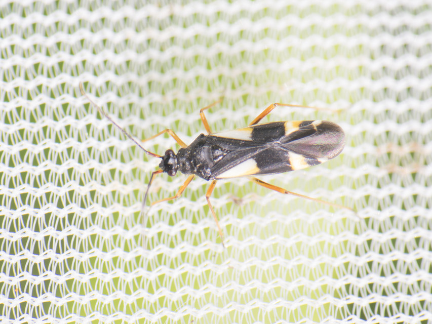 Dryophilocoris