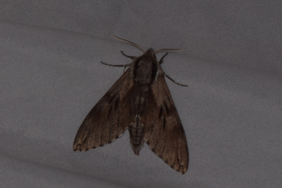 Hyloicus pinastri - fenyőszender