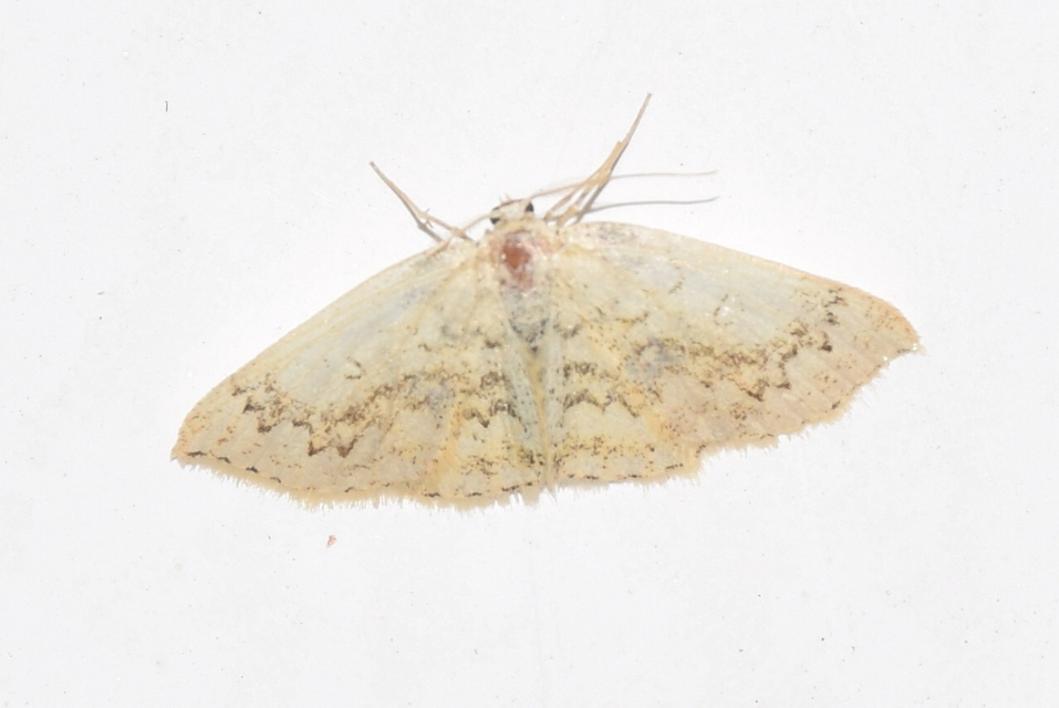 Cyclophora annularia - gyűrűs pettyesaraszoló