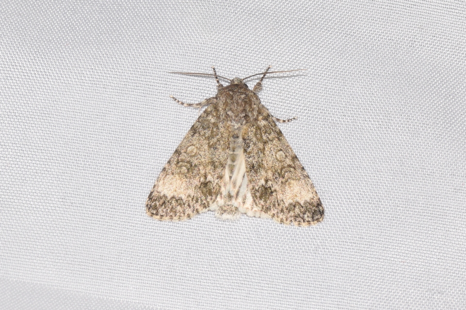 Acronicta megacephala - nagyfejű szigonyosbagoly