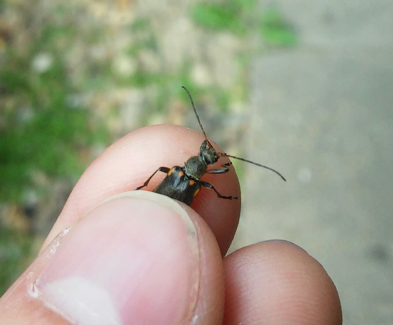 Cortodera humeralis - négyfoltos cserjecincér
