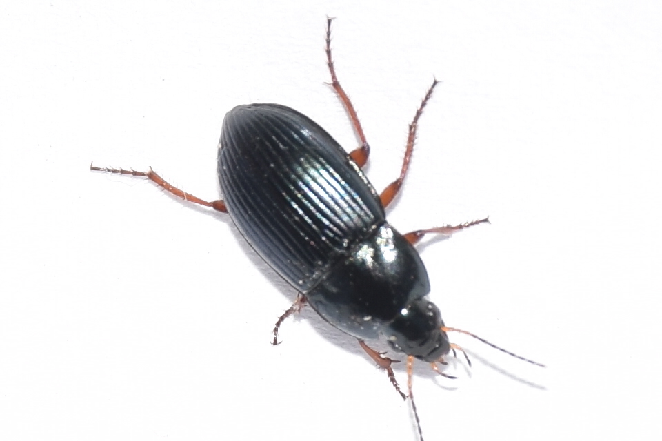 Amara saphyrea - azúrkék közfutó Amara saphyrea - azúrkék közfutó